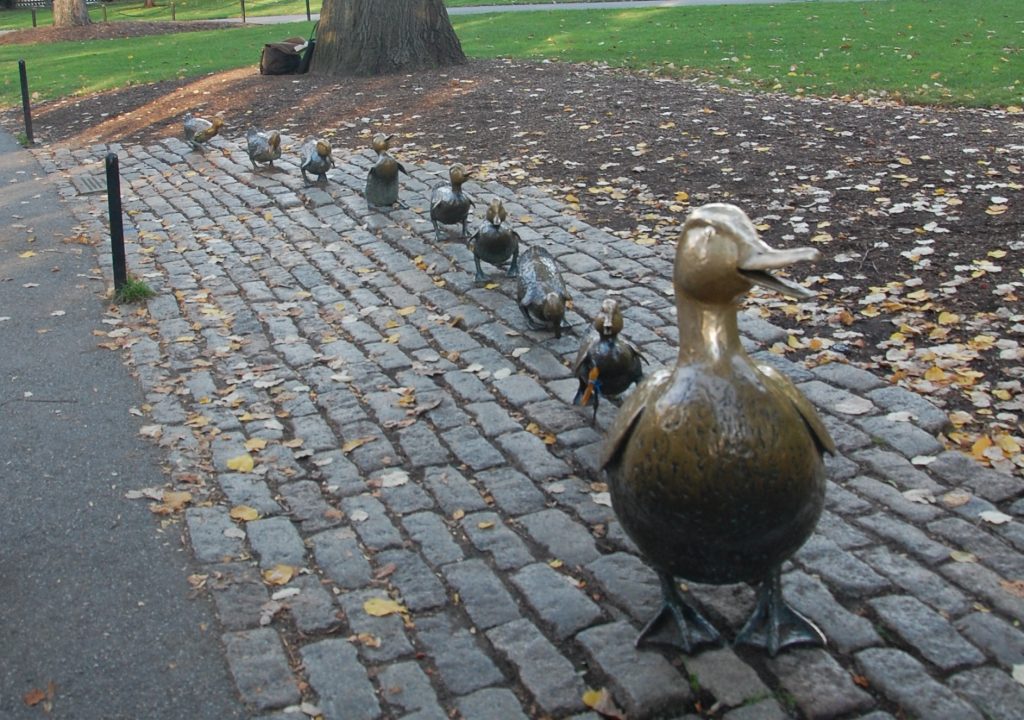 Boston Public Graden Ducks