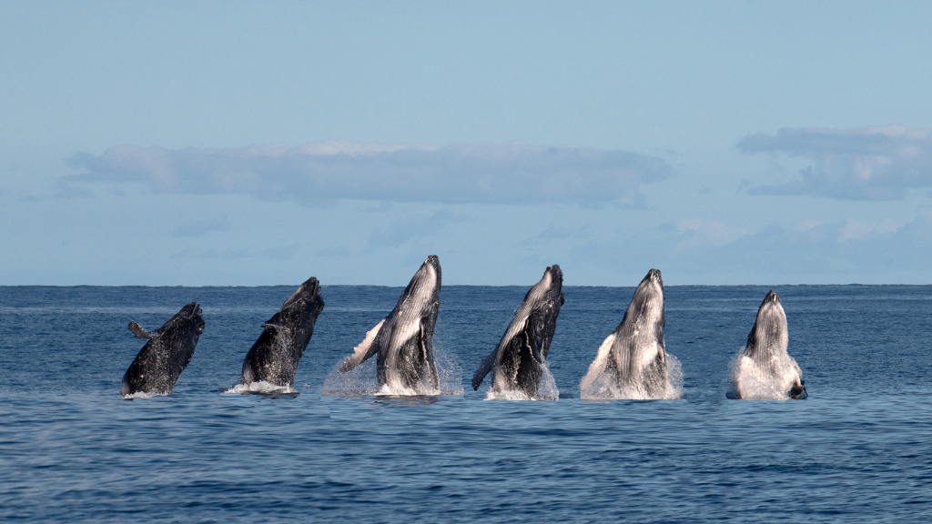 Viaggio di nozze in Polinesia: le balene delle Isole Australi