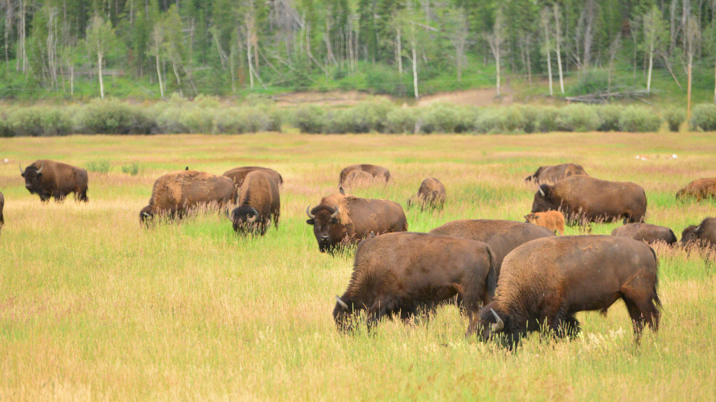 La cucina tradizionale del Great American West: i bisonti