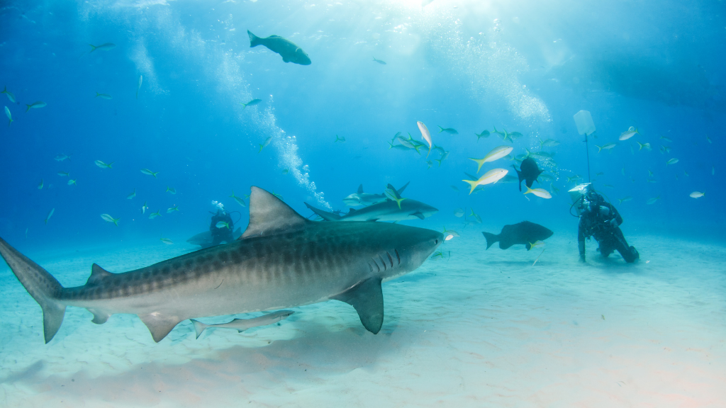Viaggio di nozze alle Bahamas: nuotare con gli squali