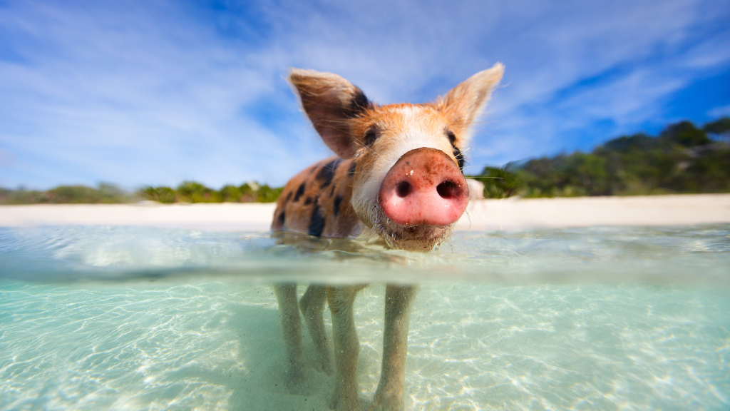 Viaggio di nozze alle Bahamas: Pig Island